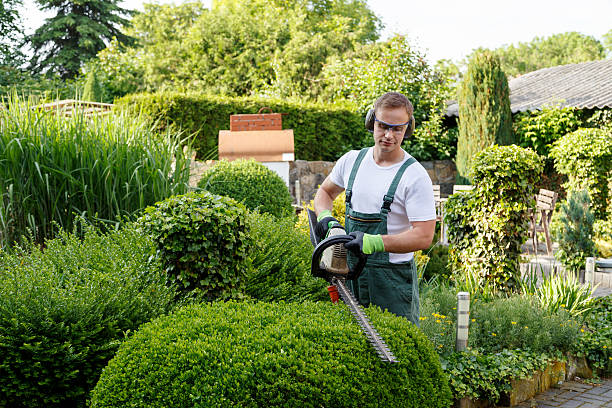 Best Storm Damage Tree Cleanup  in USA